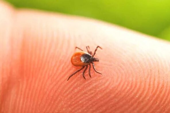 Doença de Lyme o que é, causas e tratamento.