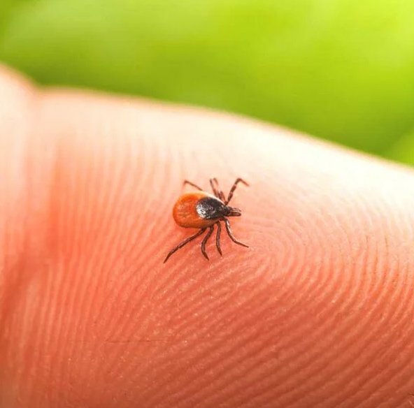 Doença de Lyme o que é, causas e tratamento.