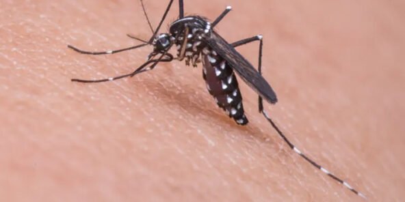 O que acontece quando a pessoa está com dengue O que acontece quando a pessoa está com dengue