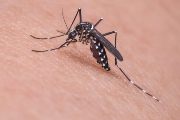 O que acontece quando a pessoa está com dengue