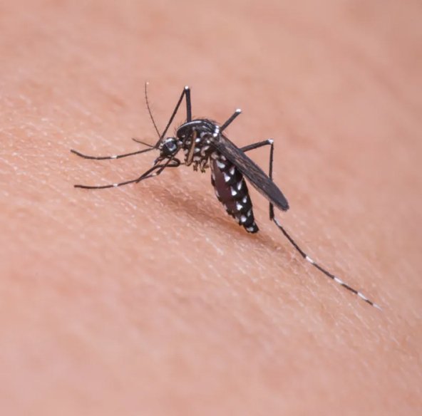 O que acontece quando a pessoa está com dengue O que acontece quando a pessoa está com dengue